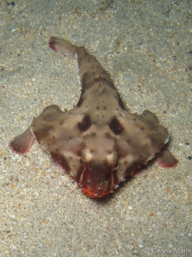 Cocos Island Batfish, Ogcocephalus porrectus