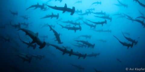 Hammerheads Galore