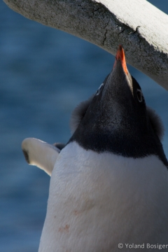 Gentoo Penguin