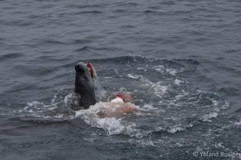 Leopard Seal enjoying his penguin