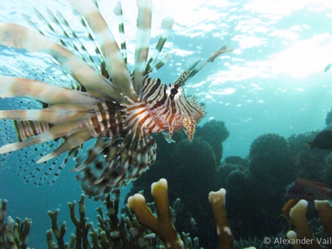 A common sight in the Red Sea