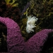 6 Nudibranch and seastar.jpg