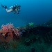 Fujikawa Maru