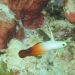 fire-goby.jpg