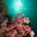 soft-coral-sunburst.jpg