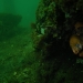 6 Moray eel at Chowder Bay.JPG