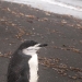 Depressed penguin.
