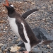 A Gentoo penguin asserting his dominance