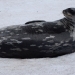 A beautiful Weddell seal quietly lying in the snow I stumbles across on one of my walks into the wilderness
