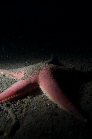 Asteroidea. Sea stars as well.