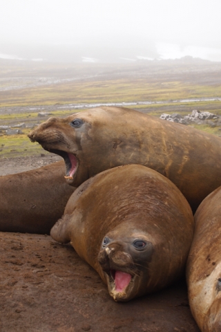 Two female Elephant Seals looking mean