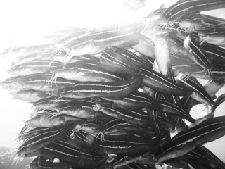 catfish-sunstrike-web