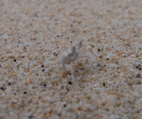 crab-middle-beach-type-2