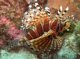 lionfish-lord-howe-1small