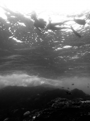 richard-snorkelling-lord-howe-web