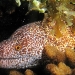 lord_howe-moray_eel_0.jpg