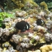 mccullochs_anemonefish.jpg