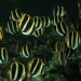 three_striped_butterflyfish_0.jpg