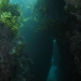 12 Wellington shore dive.JPG