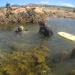 6 Taking kids snorkelling around Wellington.JPG