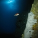 13 Pigfish inside Rikoriko cave.JPG