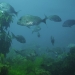 17 Aggregations of snapper in the marine park.JPG