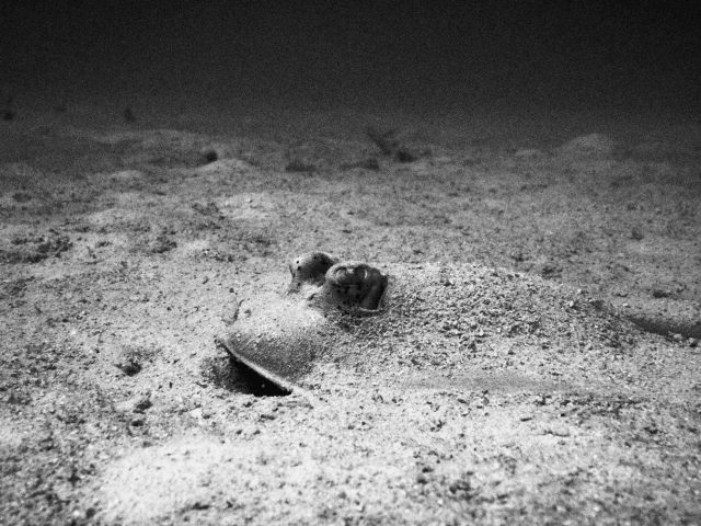 blue-spotted-ray-pulau-weh