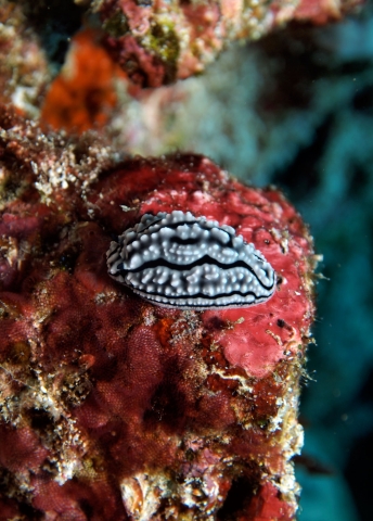 nudibranch-pulau-weh-web