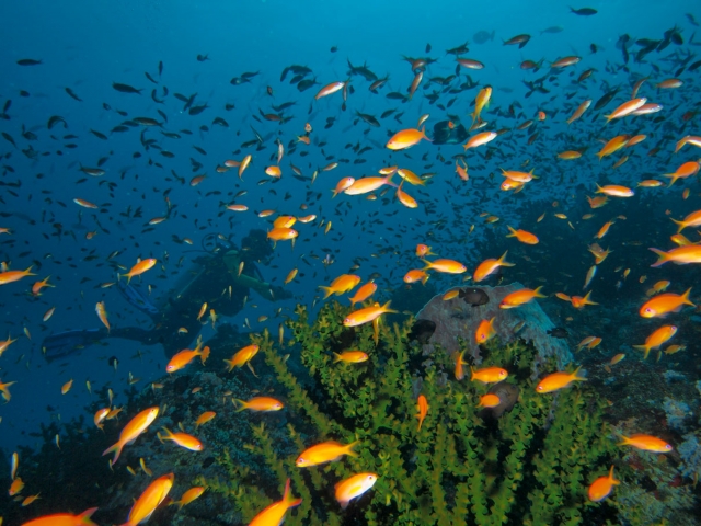 the-canyon-fishes-pulau-weh-web