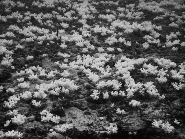 underwater-flowers_web