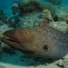 7 A rather large moray eel.JPG