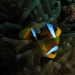 Clarkii clownfish.jpg