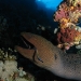Giant moray and cleaner fish.jpg