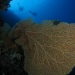 Gorgonian and divers.jpg