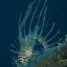 Juvenile lionfish.JPG