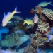 Napolean Wrasse and Goatfish.jpg