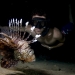 Steve with lionfish photo by Omar Agis.jpg