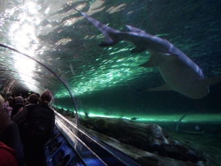 sydney-aquarium-3-web