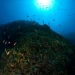 Anthias on the rockwalls