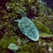 Turtle on a rockwall dive