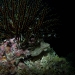 Fanworm on a night dive