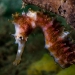 Thorny seahorse closeup.jpg
