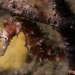 Thorny seahorse.jpg