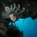 18 Lionfish on the two towers.JPG
