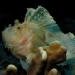 19 Leaf Scorpianfish on the two towers.JPG