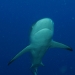 21 Grey Reef Shark at North Broken Passage.jpg