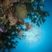 6 Sunburst coral at Steves.JPG