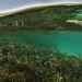 coral-bay-reef-with-chromis.jpg