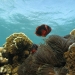 ningaloo-anemonefish.jpg