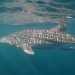 ningaloo-whale-shark.jpg